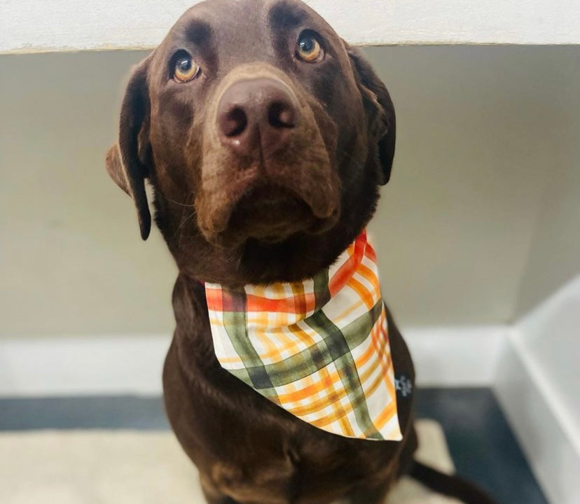 Fall Bandanas