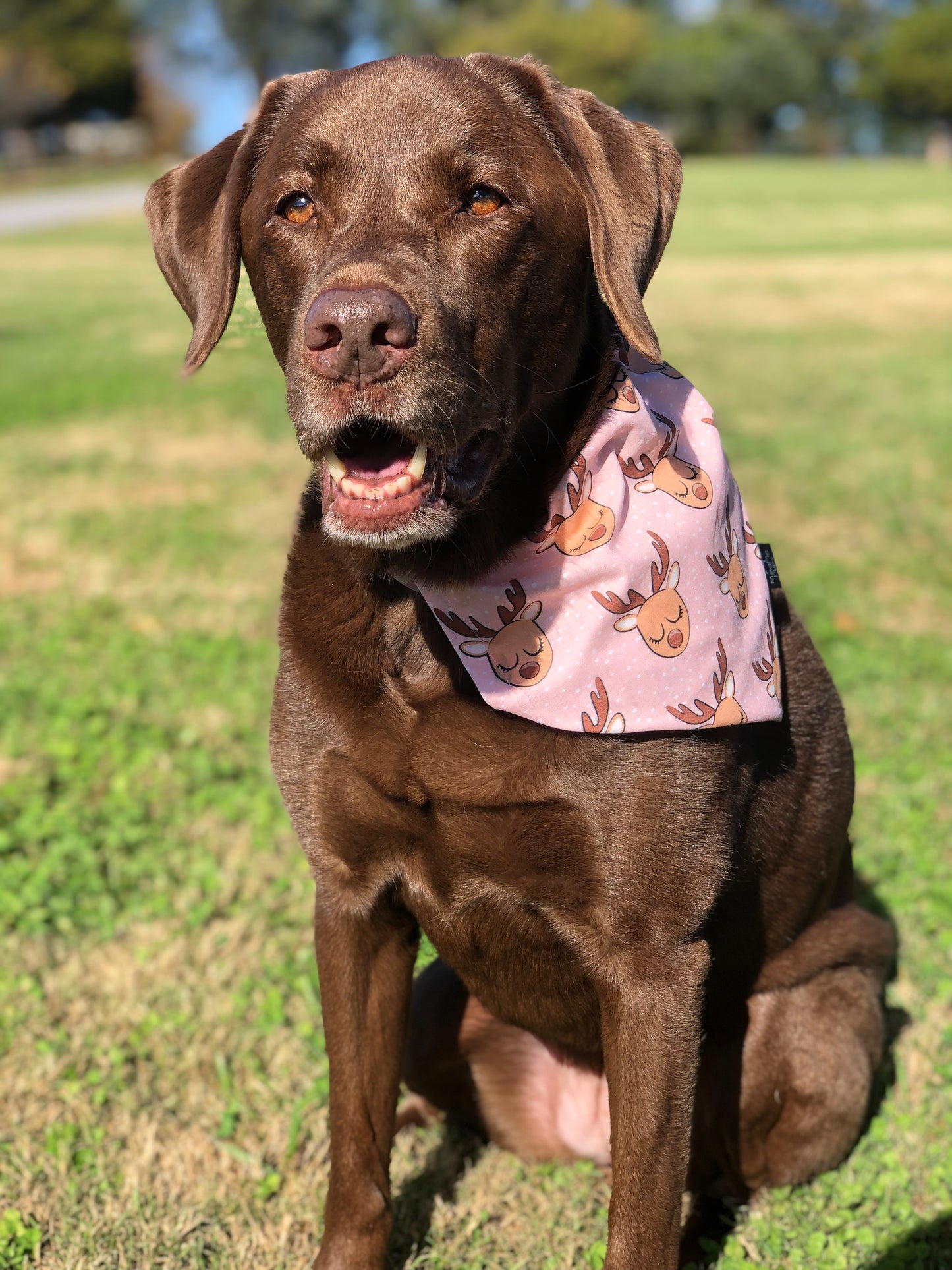 Blush Reindeer Dog Bandana