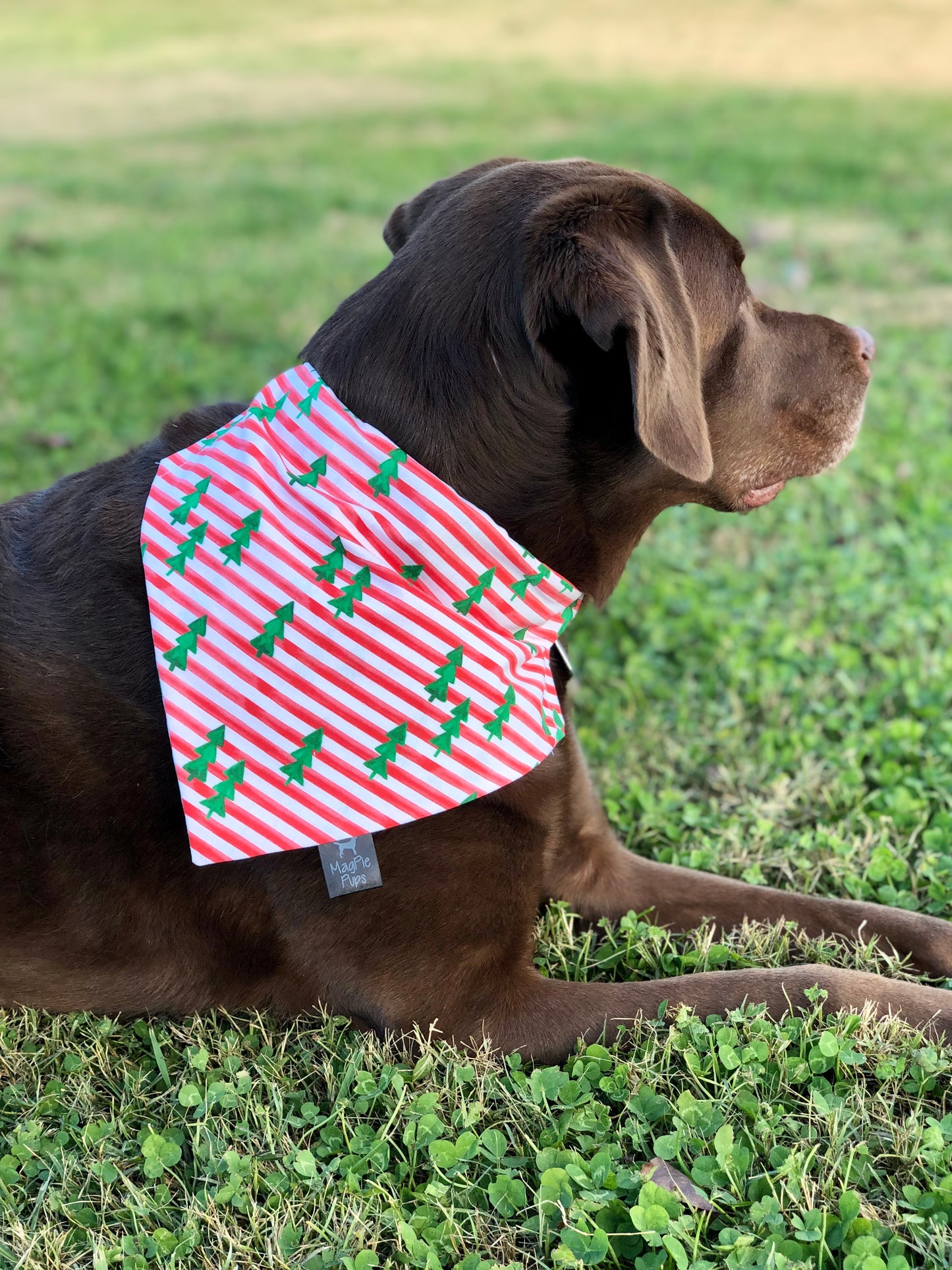 Forrest Trees on Red and White Stripes Dog Bandana