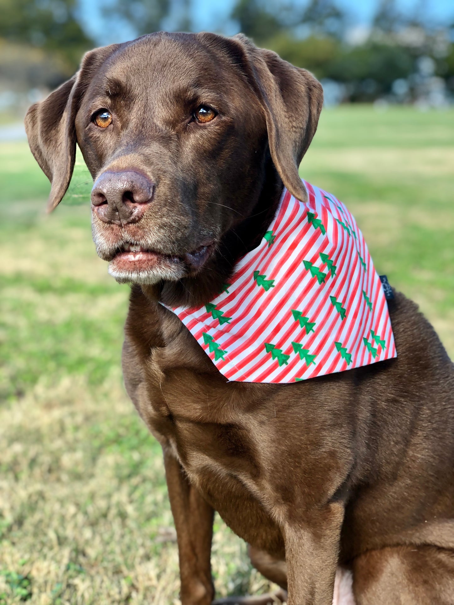 Forrest Trees on Red and White Stripes Dog Bandana