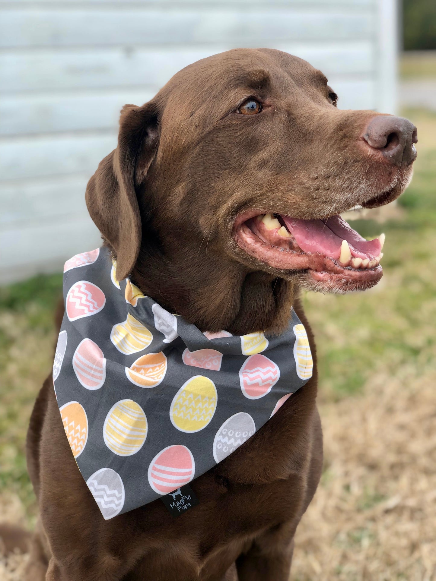 Easter Egg Bandana