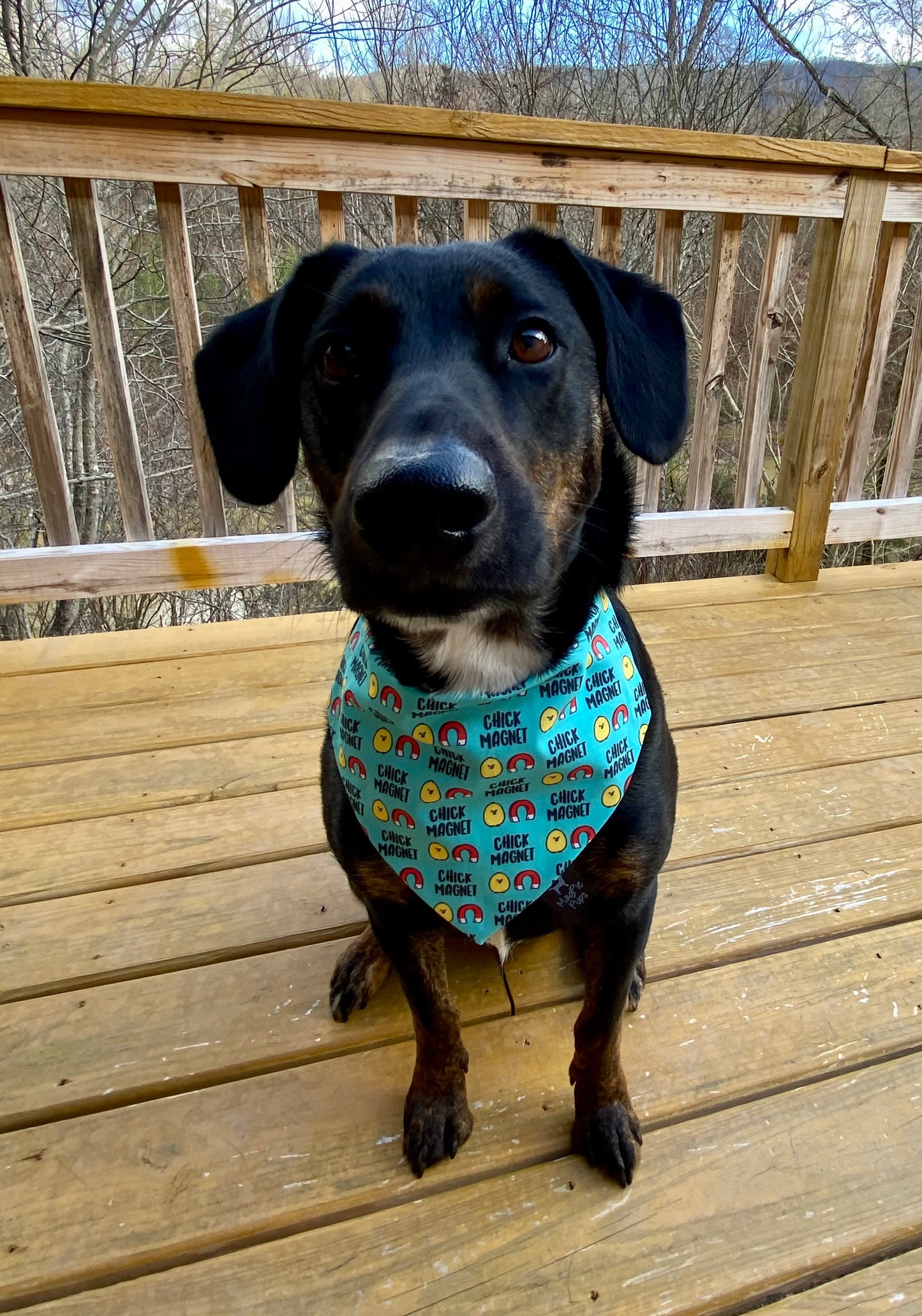 Chick Magnet Bandana