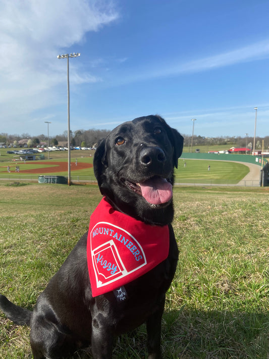 Customizable Baseball/Softball Over The Collar Dog Bandana