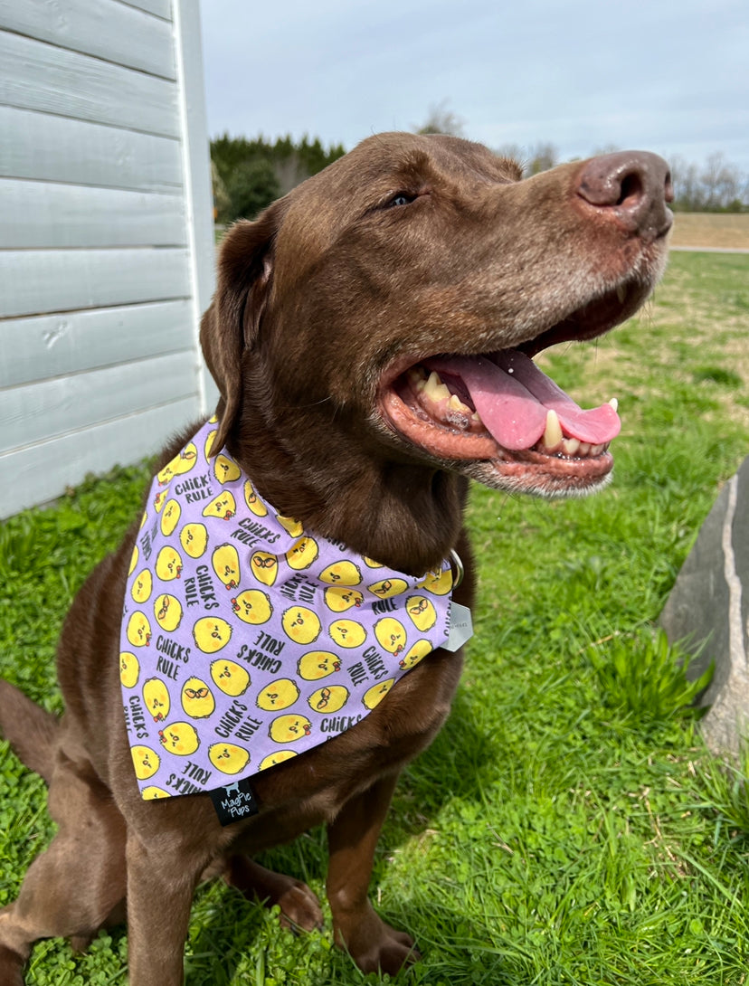 Purple Chicks Rule Easter Bandana