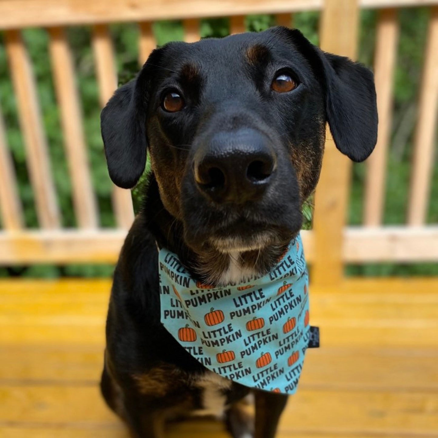 Little Pumpkin Blue Bandana