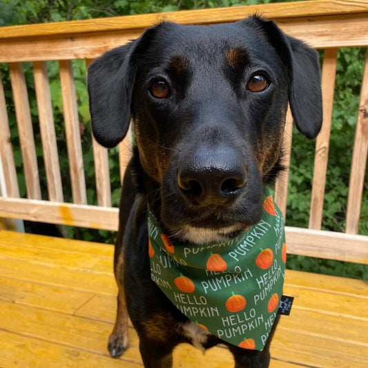 Hello Pumpkin Green Bandana