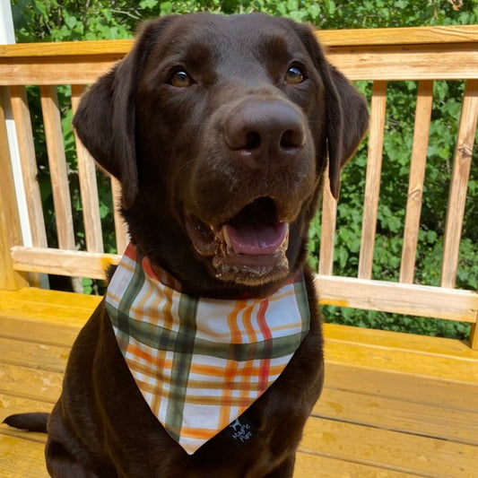 Fall Plaid Dog Bandana