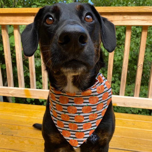 Pumpkins and Stripes Dog Bandana