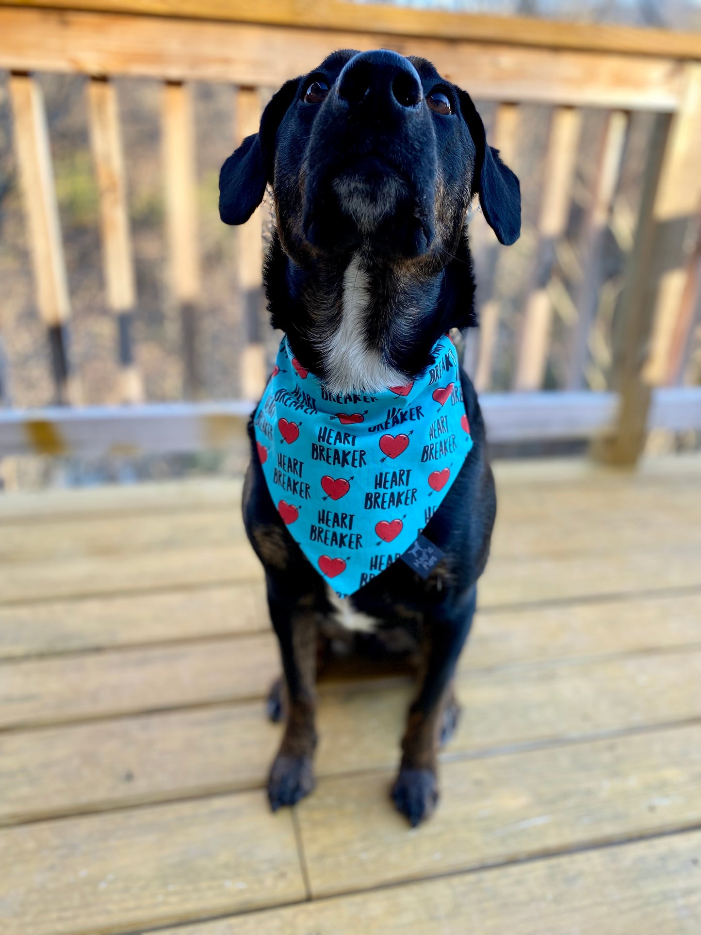 Heart Breaker Dog Bandana