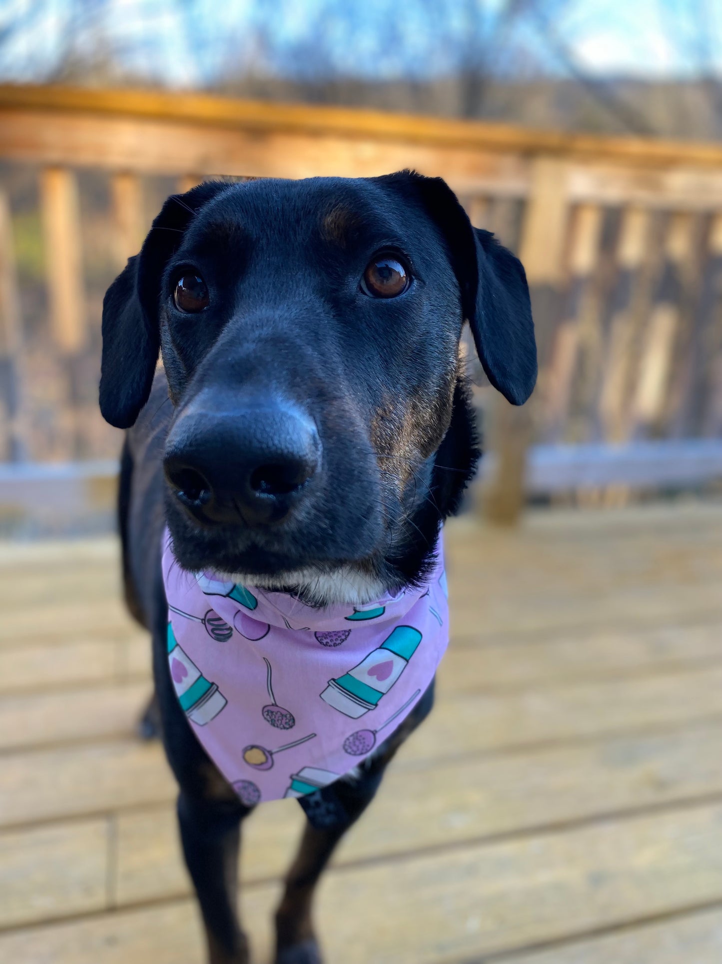 Cake Pops and Coffee Dog Bandana