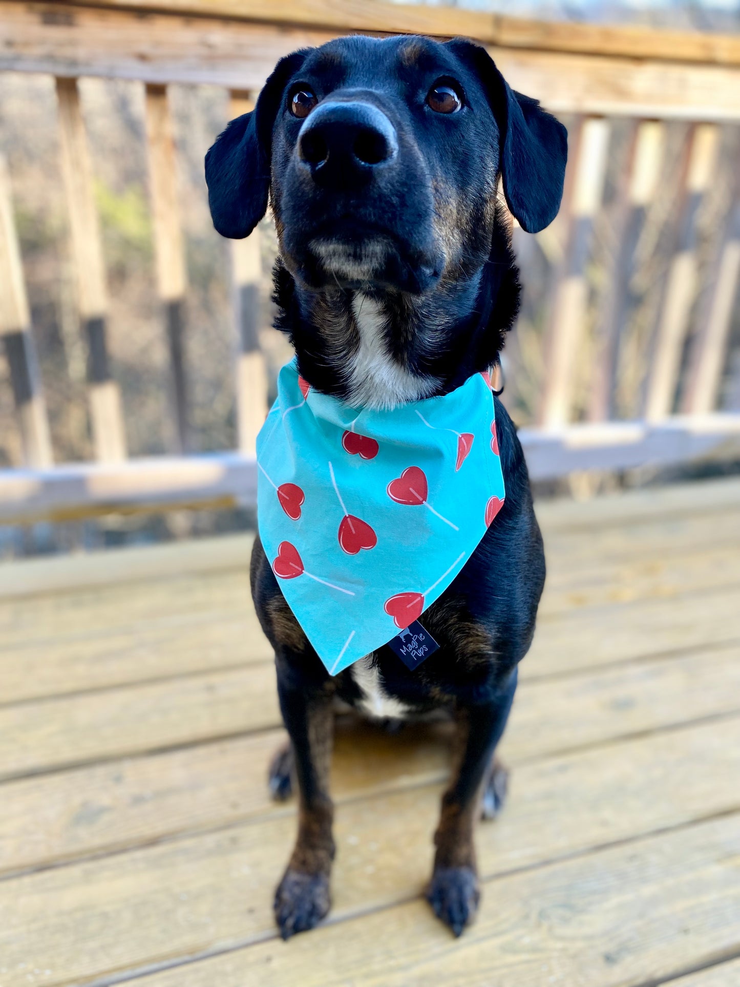 Valentines Heart Suckers Dog Bandana