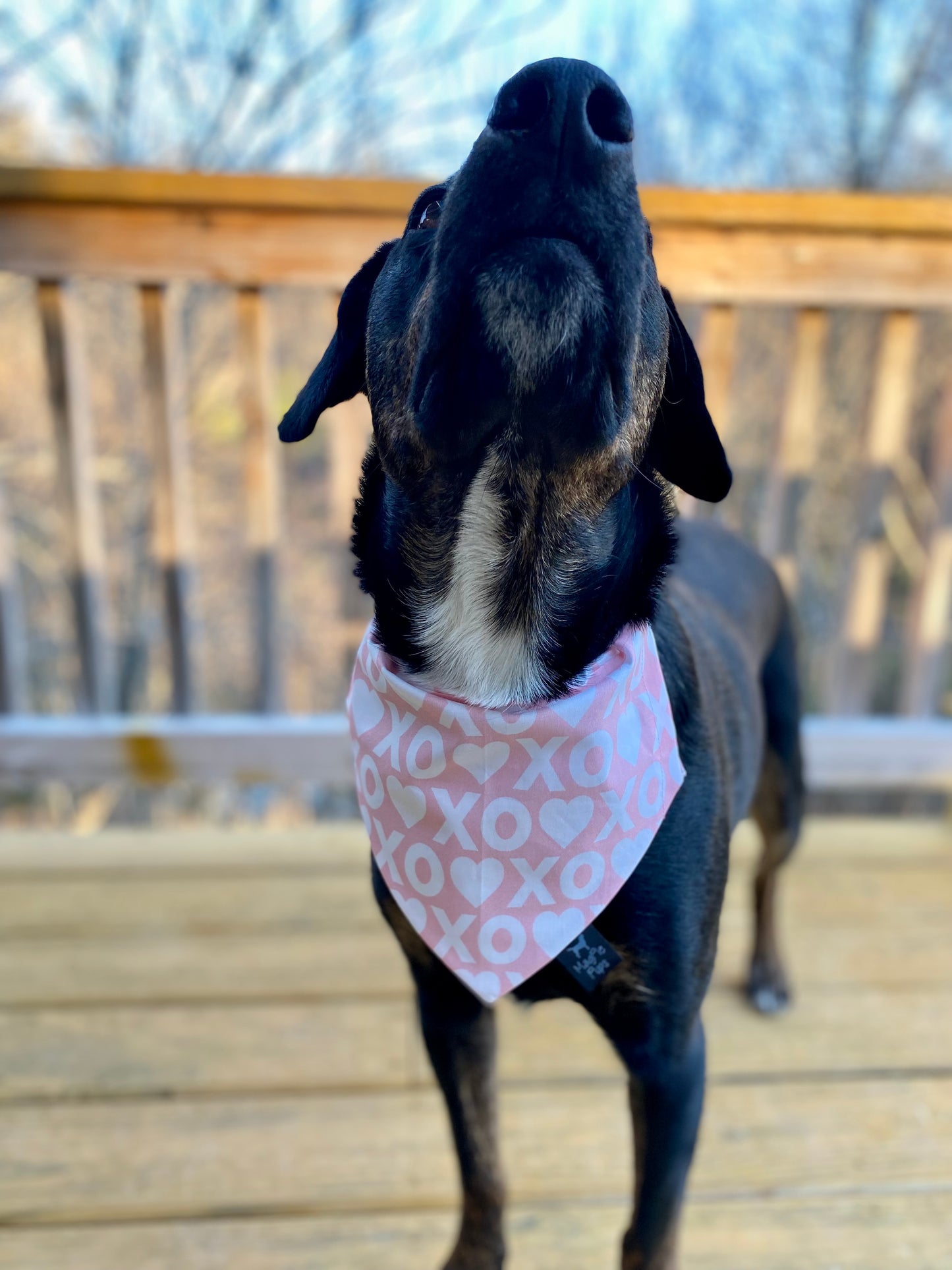 Blush XO Dog Bandana